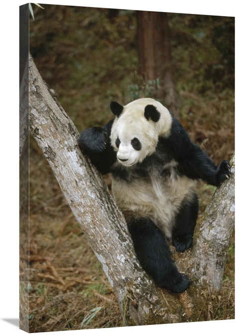 Global Gallery GCS-452300-2030-142 20 x 30 in. Giant Panda Resting in 