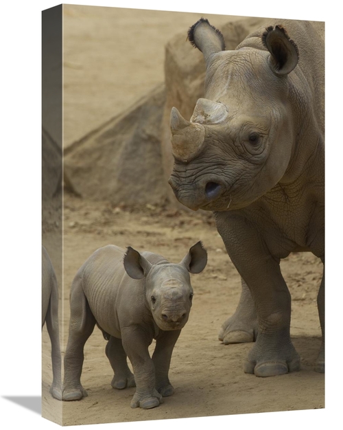 Global Gallery GCS-450879-1218-142 12 x 18 in. Black Rhinoceros Mother