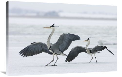 Global Gallery GCS-452602-2436-142 24 x 36 in. Grey Heron Pair in Wint