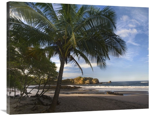 Global Gallery GCS-396125-3040-142 30 x 40 in. Palm Trees Line Pelada 