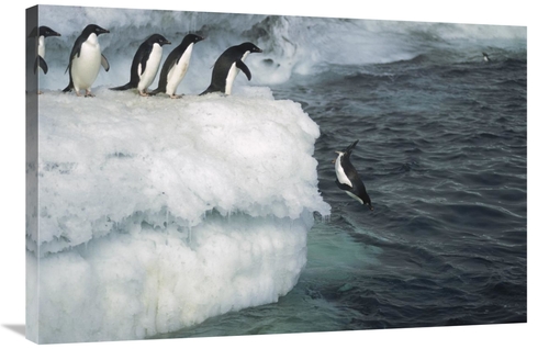 Global Gallery GCS-451719-2436-142 24 x 36 in. Adelie Penguin Leaping 