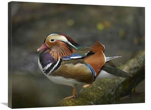 Global Gallery GCS-396257-2432-142 24 x 32 in. Mandarin Duck Male,