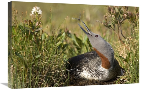 Global Gallery GCS-451942-2030-142 20 x 30 in. Red-Throated Loon Snaps