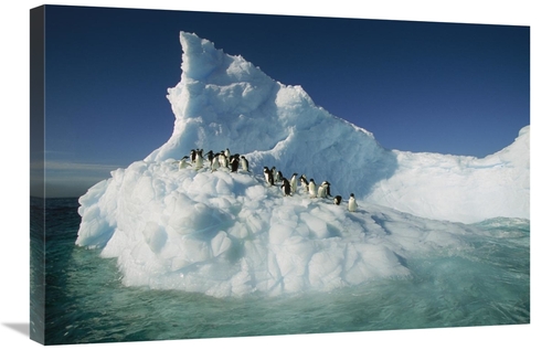 Global Gallery GCS-397791-2030-142 20 x 30 in. Adelie Penguin Group Ri