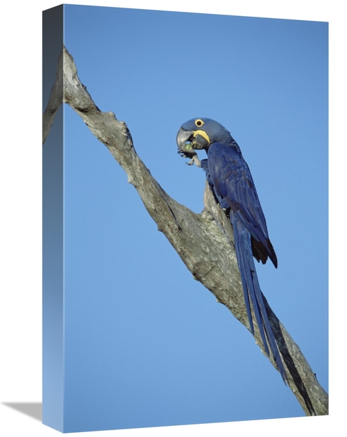 Global Gallery GCS-451468-1218-142 12 x 18 in. Hyacinth Macaw in Tree&