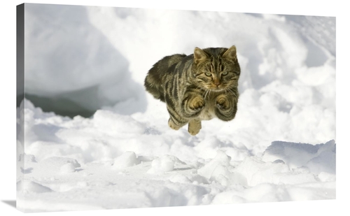 Global Gallery GCS-452580-2436-142 24 x 36 in. House Cat Male Jumping 