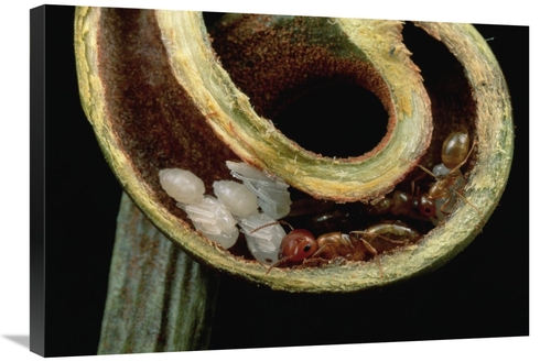 Global Gallery GCS-450977-30-142 30 in. Carpenter Ants & Pupae Nest Sa