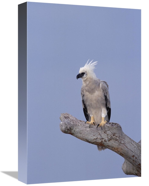 Global Gallery GCS-451049-1218-142 12 x 18 in. Harpy Eagle Juvenile Si