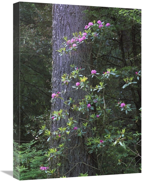 Global Gallery GCS-452035-1824-142 18 x 24 in. Coast Redwood Trunk & P