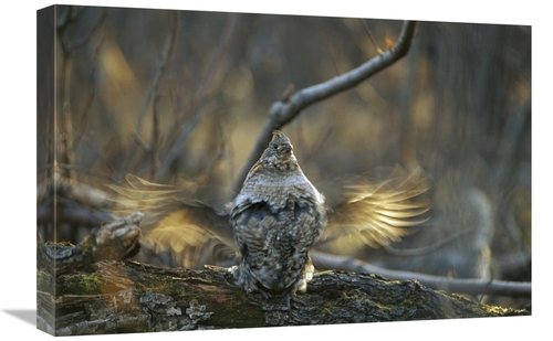 Global Gallery GCS-451922-1624-142 16 x 24 in. Ruffed Grouse Male Drum