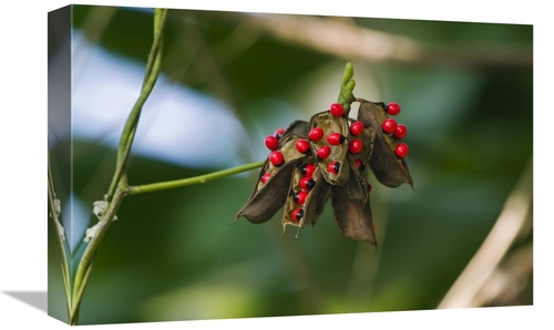 Global Gallery GCS-453639-1218-142 12 x 18 in. Seeds of A Tropical Pla