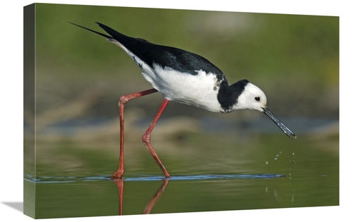 Global Gallery GCS-397469-1624-142 16 x 24 in. Black-Winged Stilt Fora