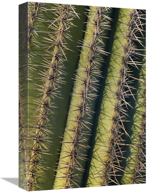 Global Gallery GCS-395321-1218-142 12 x 18 in. Saguaro Cactus Spines&#