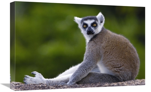 Global Gallery GCS-453256-1624-142 16 x 24 in. Ring-Tailed Lemur Portr