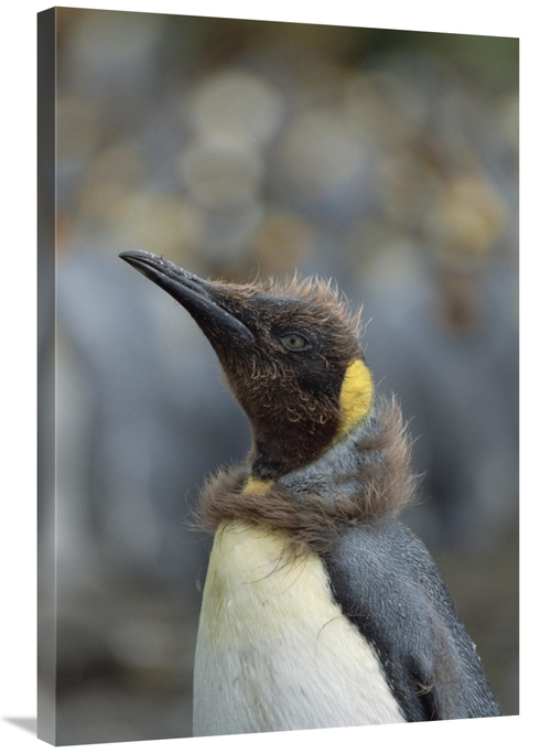 Global Gallery GCS-452448-2436-142 24 x 36 in. King Penguin Chick Molt