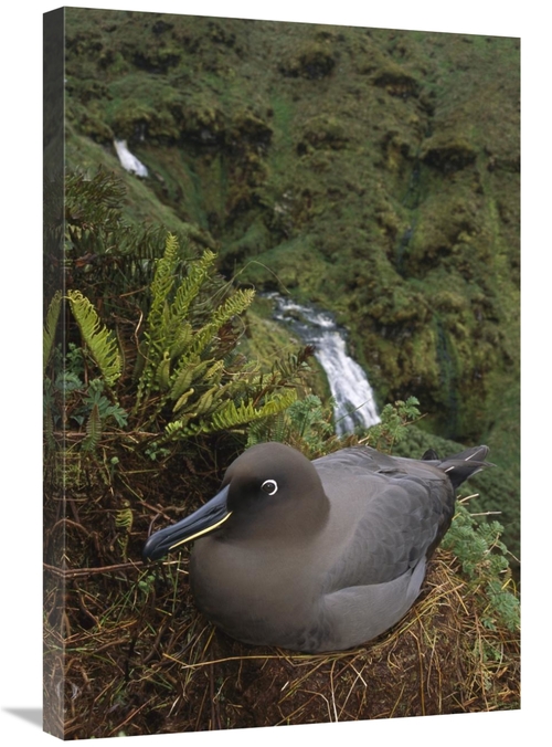 Global Gallery GCS-451800-2030-142 20 x 30 in. Sooty Albatross Nesting