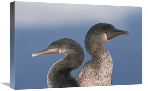 Global Gallery GCS-451509-1624-142 16 x 24 in. Flightless Cormorant Pa