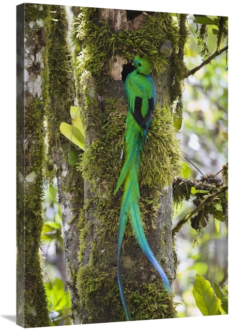 Global Gallery GCS-452659-2436-142 24 x 36 in. Resplendent Quetzal Mal