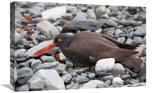 16 x 24 in. Black Oystercatcher Using Broken-Wing Display to Lure Intr