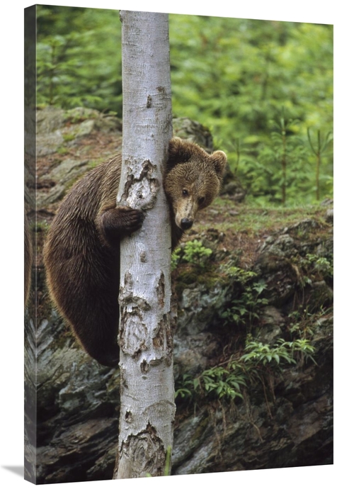 Global Gallery GCS-452282-2436-142 24 x 36 in. Brown Bear Adult Climbi