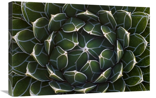 Global Gallery GCS-395326-2030-142 20 x 30 in. Queen Victorias Agave&#