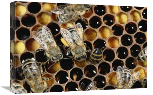 Global Gallery GCS-452421-1624-142 16 x 24 in. Honey Bee Colony on Hon