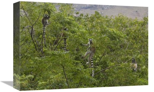 Global Gallery GCS-453254-1218-142 12 x 18 in. Ring-Tailed Lemurs in T