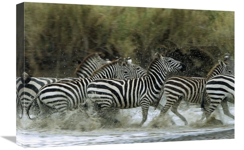 Global Gallery GCS-452552-1624-142 16 x 24 in. Burchells Zebra Herd&#4