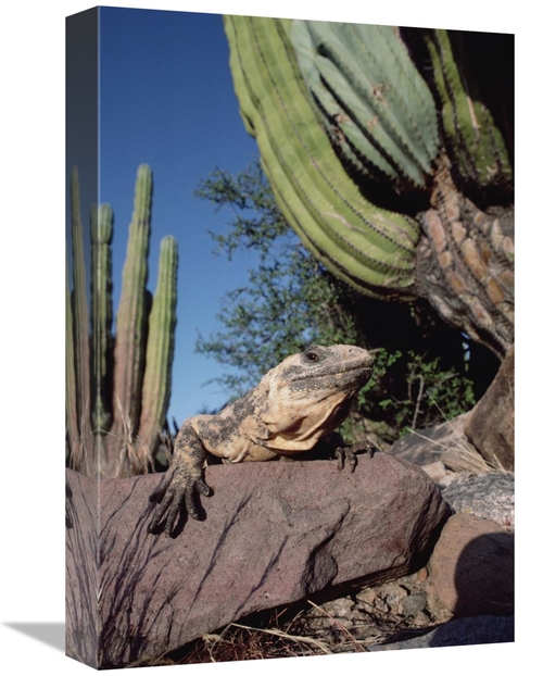 Global Gallery GCS-451527-1218-142 12 x 18 in. Common Chuckwalla Baski