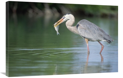 Global Gallery GCS-451150-2436-142 24 x 36 in. Great Blue Heron Fishin