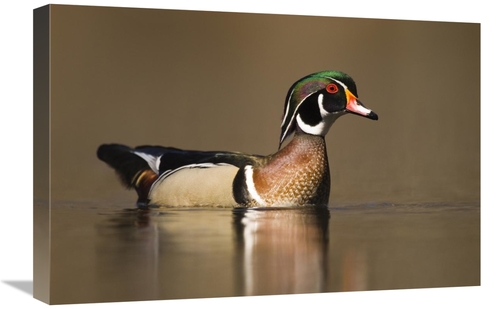 Global Gallery GCS-397403-1624-142 16 x 24 in. Wood Duck Male in Breed