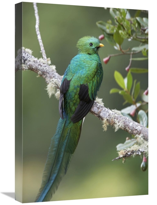 Global Gallery GCS-396062-1624-142 16 x 24 in. Resplendent Quetzal Mal