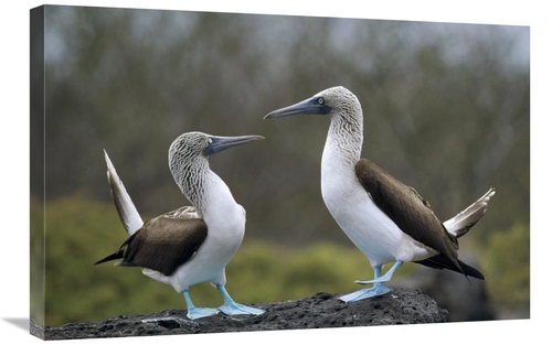 Global Gallery GCS-451378-2030-142 20 x 30 in. Blue-Footed Booby Pair 