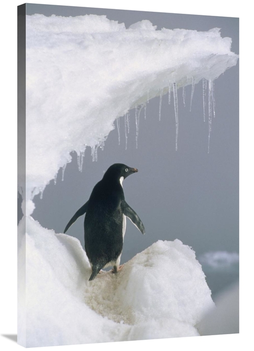 Global Gallery GCS-451106-2436-142 24 x 36 in. Adelie Penguin Adult&#4