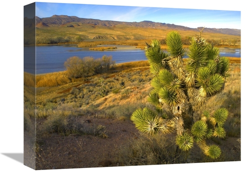 Global Gallery GCS-397121-1216-142 12 x 16 in. Joshua Tree & Wetlands 