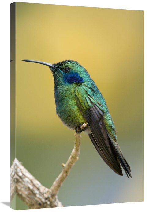 Global Gallery GCS-397312-2436-142 24 x 36 in. Green Violet-Ear Hummin