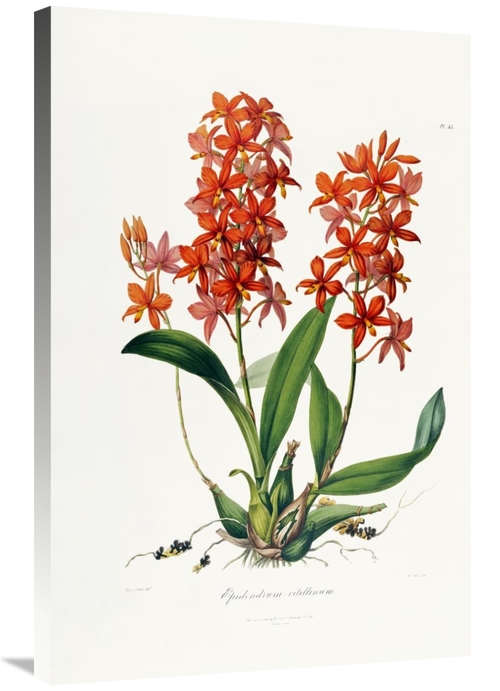 Global Gallery GCS-266778-36-142 36 in. Star Orchid Art Print - John L