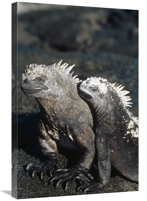 Global Gallery GCS-451320-2030-142 20 x 30 in. Marine Iguana Male & Fe