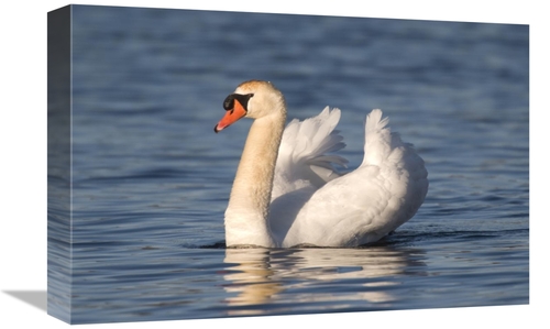 Global Gallery GCS-397380-1218-142 12 x 18 in. Mute Swan Swimming,