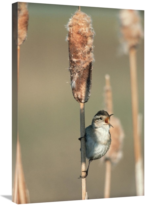 Global Gallery GCS-396753-2030-142 20 x 30 in. Marsh Wren Singing Whil