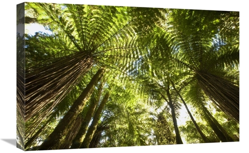 Global Gallery GCS-397752-1624-142 16 x 24 in. Tree Fern Forest Near H