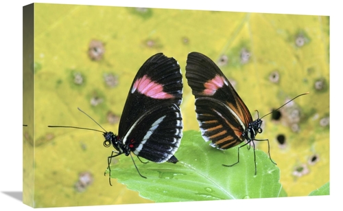 Global Gallery GCS-397345-1624-142 16 x 24 in. Crimson-Patched Longwin