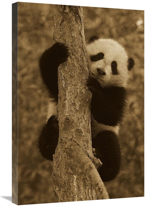 Global Gallery GCS-453666-2030-142 20 x 30 in. Giant Panda Cub in Tree