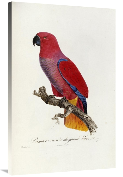 Global Gallery GCS-268245-40-142 40 in. Histoire Naturelle Des Perroqu