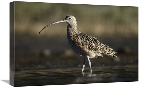 Global Gallery GCS-396133-1624-142 16 x 24 in. Long-Billed Curlew Wadi