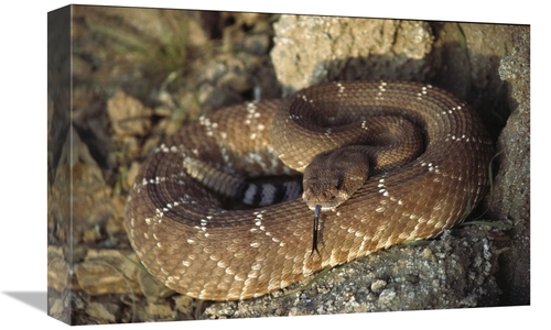 Global Gallery GCS-450735-1218-142 12 x 18 in. Red Rattlesnake Sensing