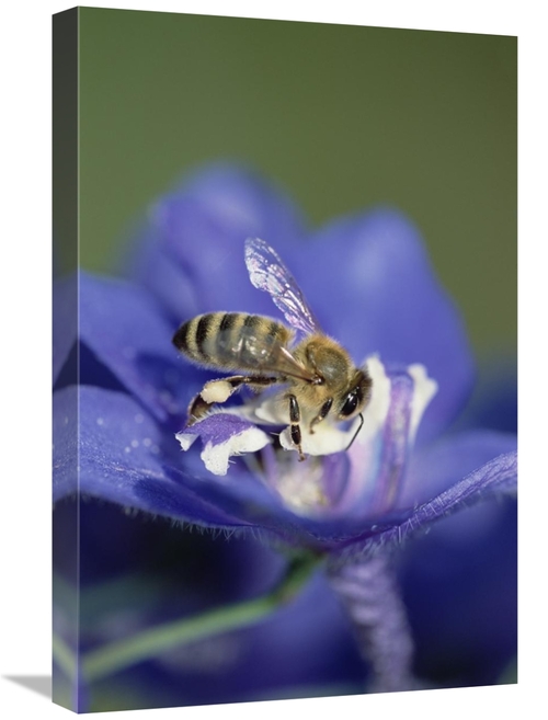 Global Gallery GCS-452545-1624-142 16 x 24 in. Honey Bee Gathering Pol