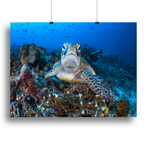 Face To Face With A Green Turtle Canvas Print or Poster