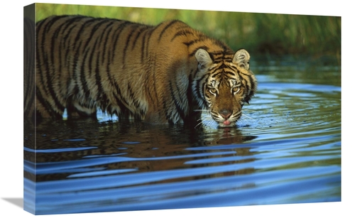 Global Gallery GCS-396165-1624-142 16 x 24 in. Siberian Tiger Drinking