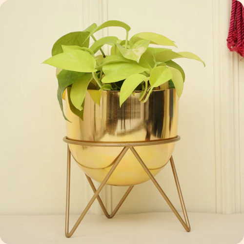 Zig Zag Gold Planter (Pack of 1)